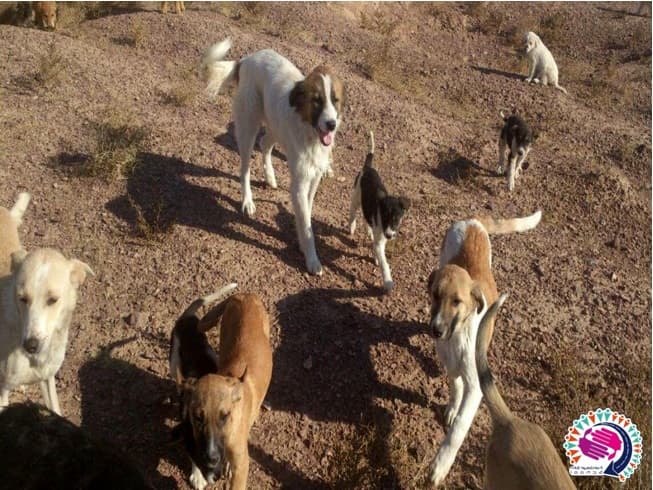 بیماری هاری چیست؟